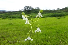 Habenaria longicorniculata